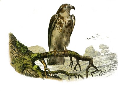 Conselho de História Natural: Tábua Zoológica representando aves de rapina à noite. Jean le Blanc (Jean-Le-Blanc). Placa retirada dos nove volumes sobre aves em "Obras completas de Buffon" escrito pelo naturalista Georges Louis Leclerc, Conde de Buffon (17 de Edouard Travies