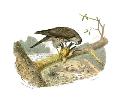 Conselho de História Natural: Tábua Zoológica representando aves de rapina à noite. O falcão. Placa retirada dos nove volumes sobre aves em "Obras completas de Buffon" escrito pelo naturalista Georges Louis Leclerc, Conde de Buffon (1707-1788) entre 1749 e de Edouard Travies