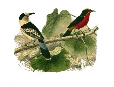 Quadro de História Natural: Quadro zoológico que representa as aves de rapina à noite. O vanga e o gonolek. Placa retirada dos nove volumes sobre pássaros em “” Obras completas de Buffon ”” ”escrita pelo naturalista Georges Louis Leclerc, Conde de Buffon de Edouard Travies