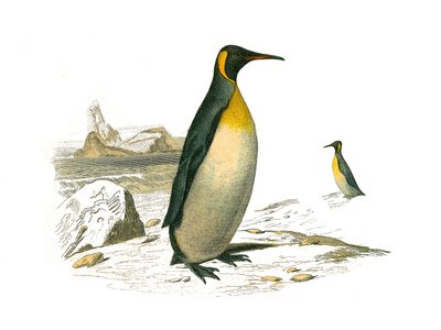 Conselho de História Natural: Tábua Zoológica representando palmeiras brachyptere (pássaros mergulhadores). O grande. Placa retirada dos nove volumes sobre aves em "Obras completas de Buffon" escrito pelo naturalista Georges Louis Leclerc, Conde de Buffon  de Edouard Travies