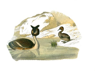 Quadro de História Natural: quadro zoológico representando palmeiras braquípteras de Edouard Travies