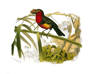 Conselho de História Natural: Quadro zoológico representando escaladores. O barbicano. Placa retirada dos nove volumes sobre aves em "Obras completas de Buffon" escrito pelo naturalista Georges Louis Leclerc, Conde de Buffon (1707-1788) entre 1749 e 1785.  de Edouard Travies