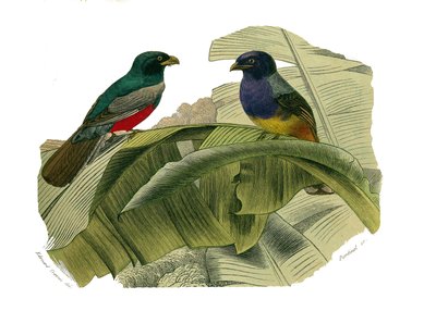 Conselho de História Natural: Quadro zoológico representando escaladores. A barriga vermelha e a barriga amarela. Placa retirada dos nove volumes sobre aves em "Obras completas de Buffon" escrito pelo naturalista Georges Louis Leclerc, Conde de Buffon (170 de Edouard Travies