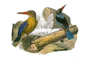 Conselho de História Natural: Tábua Zoológica que representa as passerines do sindactyl (com dois ou mais dedos de refrigerante juntos). Guarda-rios de cabeça grande e cinzenta. Placa extraída dos nove volumes sobre aves em "Obras completas de Buffon", esc de Edouard Travies