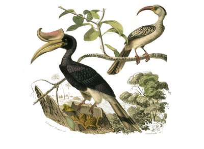 Conselho de História Natural: conselho zoológico que representa os passeriformes sindáctilos de Edouard Travies