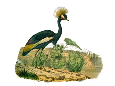 Conselho de História Natural: conselho zoológico representando aves aquáticas e pernaltas de cultrirostro de Edouard Travies