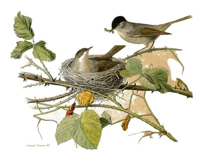 Placa de História Natural: Placa zoológica representando as passerines dentirostróficas (com equâncreas). O falcão-cabeça-preta (ninho e lagarta para comer). Placa extraída dos nove volumes sobre aves em "Obras completas de Buffon", escrito pelo naturalist de Edouard Travies