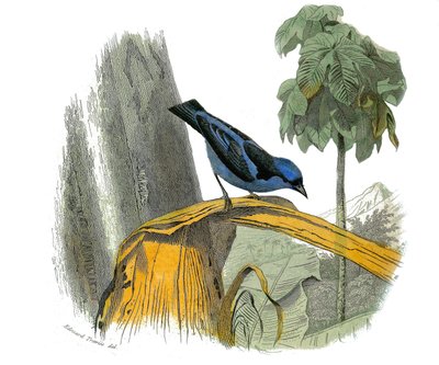 Placa de História Natural: Placa zoológica representando as passerines dentirostróficas (com equâncreas). O pitpit azul. Placa extraída dos nove volumes sobre aves em "Obras completas de Buffon" escrito pelo naturalista Georges Louis Leclerc, Conde de Buff de Edouard Travies