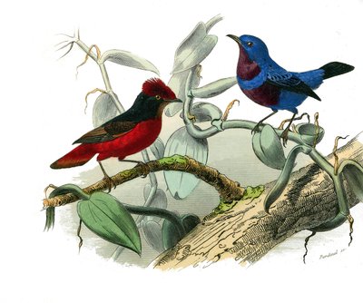 Placa de História Natural: Placa zoológica representando as passerines dentirostróficas (com equâncreas). O Ouette e o cordão azul. Placa retirada dos nove volumes sobre aves em "Obras completas de Buffon" escrito pelo naturalista Georges Louis Leclerc, Co de Edouard Travies