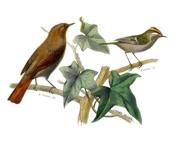 Placa de História Natural: Placa zoológica representando as passerines dentirostróficas (com equâncreas). O rouxinol e o rei. Placa retirada dos nove volumes sobre aves em "Obras completas de Buffon" escrito pelo naturalista Georges Louis Leclerc, Conde de de Edouard Travies