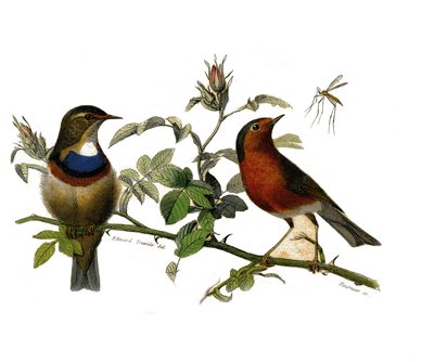 Placa de História Natural: quadro zoológico representando passeriformes dentirostro de Edouard Travies