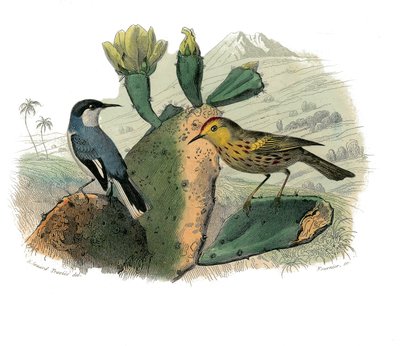 Placa de História Natural: quadro zoológico representando passeriformes dentirostro de Edouard Travies