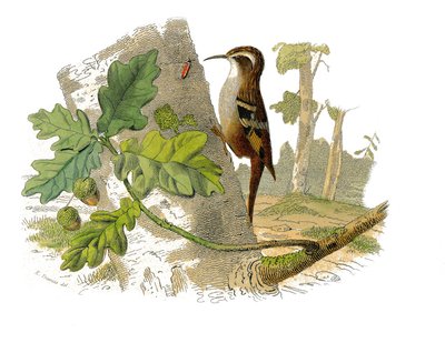Placa de História Natural: quadro zoológico representando passeriformes dentirostro de Edouard Travies