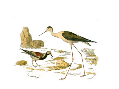 Placa de História Natural: Placa zoológica representando as limícolas longirostróficas (com bico longo e magro): a volta de pedra (a mesa giratória) e o escaldão. Placa extraída dos nove volumes sobre aves em "Obras completas de Buffon", escrito pelo natur de Edouard Travies