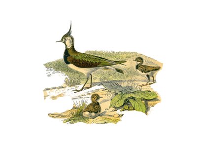 Placa de História Natural: Tábua Zoológica representando as limícolas (com bicos longos e magros): o cordeiro e seus filhotes. Placa retirada dos nove volumes sobre aves em "Obras completas de Buffon" escrito pelo naturalista Georges Louis Leclerc, Coun de Edouard Travies