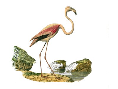 Placa de História Natural: Placa Zoológica representando as limícolas longirostróficas (com bico longo e magro): o flamingo rosa. Placa extraída dos nove volumes sobre aves em "Obras completas de Buffon" escrito pelo naturalista Georges Louis Leclerc, Cond de Edouard Travies