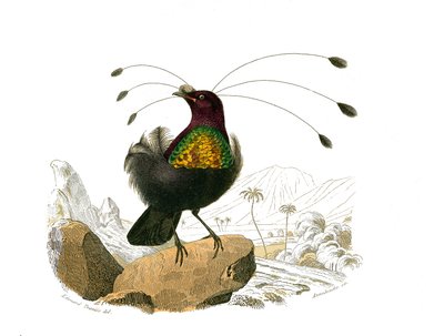 Quadro de história natural: Quadro zoológico representando passeriformes conirostróficos (bico cônico). O sifilet. Placa retirada dos nove volumes sobre aves em "Obras completas de Buffon" escrito pelo naturalista Georges Louis Leclerc, Conde de Buffon (17 de Edouard Travies