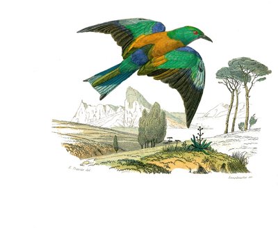 Quadro de história natural: Quadro zoológico representando passeriformes conirostróficos (bico cônico). O Rollier da Europa. Placa retirada dos nove volumes sobre aves em "Obras completas de Buffon" escrito pelo naturalista Georges Louis Leclerc, Conde de  de Edouard Travies
