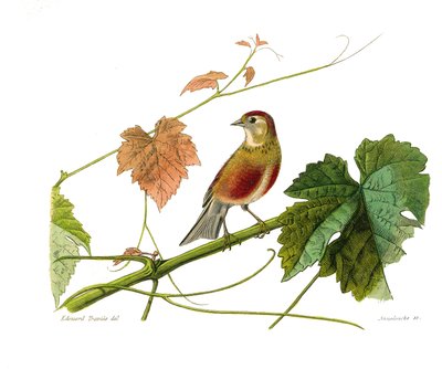 Quadro de história natural: Quadro zoológico representando passeriformes conirostróficos (bico cônico). O linotte. Placa retirada dos nove volumes sobre aves em "Obras completas de Buffon" escrito pelo naturalista Georges Louis Leclerc, Conde de Buffon (17 de Edouard Travies