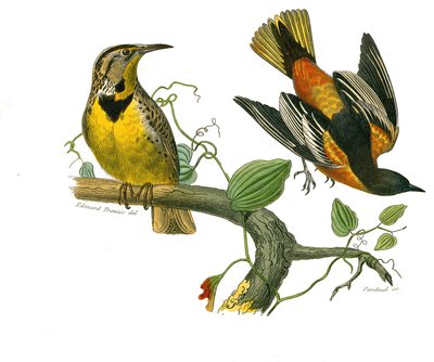 Quadro de história natural: Quadro zoológico representando passeriformes conirostróficos (bico cônico). O estorninho de Louisiana e o Baltimore. Placa extraída dos nove volumes sobre aves em "Obras completas de Buffon", escrito pelo naturalista Georges Lou de Edouard Travies