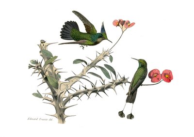 Quadro de história natural: Quadro zoológico representando passeriformes conirostróficos (bico cônico). O pássaro voador e o pássaro voador com ferradura de neve. Placa extraída dos nove volumes sobre aves em "Obras completas de Buffon", escrito pelo natur de Edouard Travies