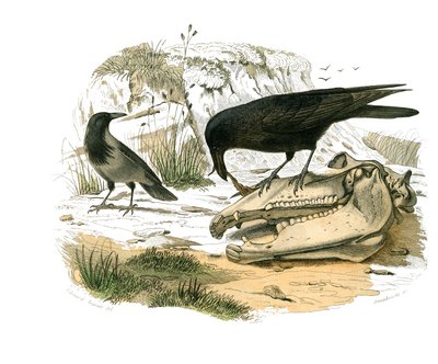 Quadro de história natural: Quadro zoológico representando passeriformes conirostróficos (bico cônico). O corvo. Placa retirada dos nove volumes sobre aves em "Obras completas de Buffon" escrito pelo naturalista Georges Louis Leclerc, Conde de Buffon (1707 de Edouard Travies