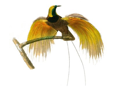 Quadro de história natural: quadro zoológico que representa passeriformes conirostros de Edouard Travies