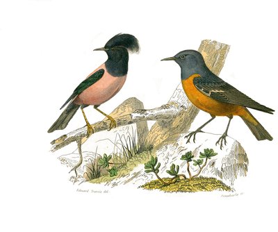 Quadro de história natural: quadro zoológico que representa passeriformes conirostros de Edouard Travies