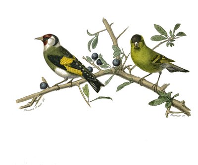 Quadro de história natural: quadro zoológico que representa passeriformes conirostros de Edouard Travies