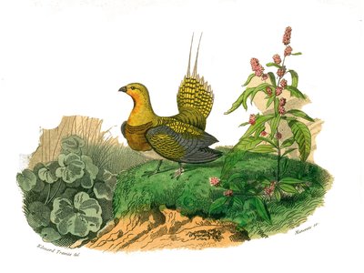 Quadro de história natural: Quadro zoológico representando galináceos: ganga. Placa retirada dos nove volumes sobre pássaros em “” Obras completas de Buffon ”” ”escrita pelo naturalista Georges Louis Leclerc, Conde de Buffon de Edouard Travies