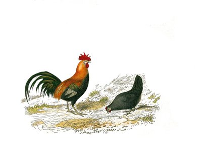 Quadro de história natural: Quadro zoológico que representa os galináceos: o galo e a galinha. Placa retirada dos nove volumes sobre pássaros em “” Obras completas de Buffon ”” ”escrita pelo naturalista Georges Louis Leclerc, Conde de Buffon de Edouard Travies