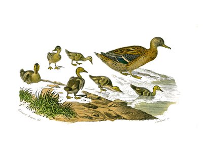 Quadro de história natural: Tábua zoológica representando palmípedes lamelirostróficas (com ripas ou dentes). A pata fêmea e seus filhotes. Placa retirada dos nove volumes sobre aves em "Obras completas de Buffon" escrito pelo naturalista Georges Louis Lec de Edouard Travies