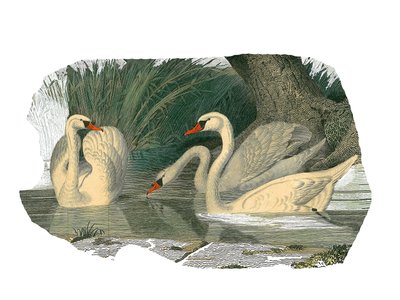 Quadro de história natural: quadro zoológico representando palmípedes lamelirostro de Edouard Travies