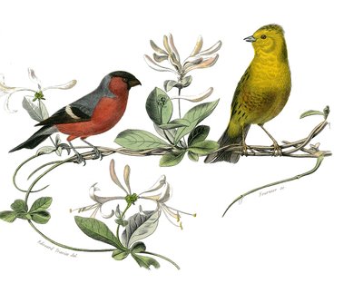 Quadro de história natural: Quadro zoológico que representa o bouvreuil e o pardal da França. Placa retirada dos nove volumes sobre pássaros em “” Obras completas de Buffon ”” ”escrita pelo naturalista Georges Louis Leclerc, Conde de Buffon de Edouard Travies