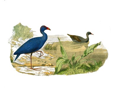 Quadro de história natural: Quadro zoológico representando o sombreado longirostrous (bico longo e magro): a galinha sultão (galinha sultão) e a galinha-d
