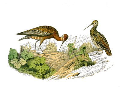 Quadro de história natural: quadro zoológico que representa o sombreamento longirostro de Edouard Travies