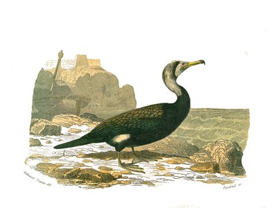 Quadro de história natural: Tábua zoológica representando totipalms (pesca submarina). O corvo-marinho. Placa retirada dos nove volumes sobre aves em "Obras completas de Buffon" escrito pelo naturalista Georges Louis Leclerc, Conde de Buffon (1707-1788) en de Edouard Travies