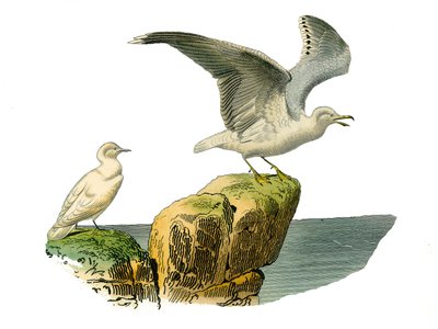 Quadro de história natural: Tábua zoológica representando totipalms (pesca submarina). A gaivota branca e a goelandia tem um casaco cinzento. Placa retirada dos nove volumes sobre aves em "Obras completas de Buffon" escrito pelo naturalista Georges Louis L de Edouard Travies