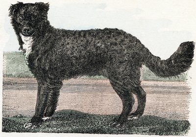 Terra Nova, Terra Nova - "Alfabeto ilustra animais" século XIX (gravura) de Edouard Travies