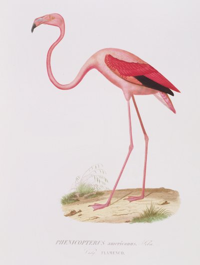 Phenicopterus americanus (Flamenco) (sic) gravada por Fournier, pub. de Bougeard de Edouard Travies