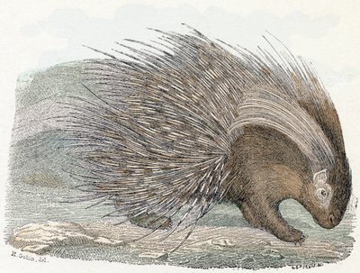 Epopéia de porco (porco-epic) - "Alfabeto ilustra animais" século XIX (gravura) de Edouard Travies