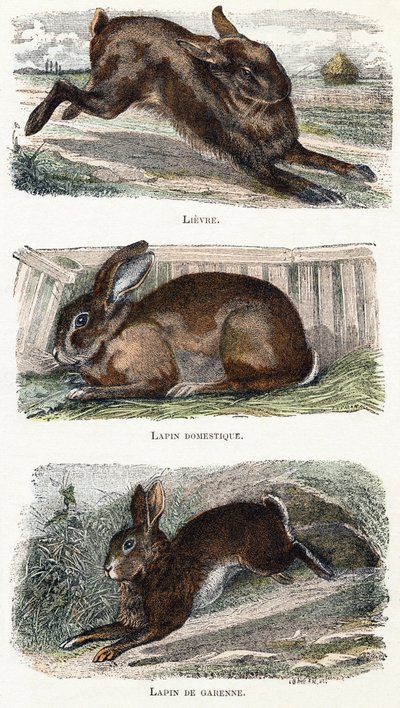 Coelho- " Alfabeto ilustra animais" século XIX (gravura) de Edouard Travies