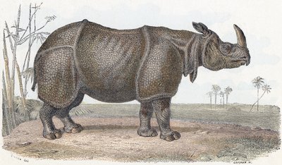 Rinoceronte - " Alfabeto ilustra animais" século XIX (gravura) de Edouard Travies