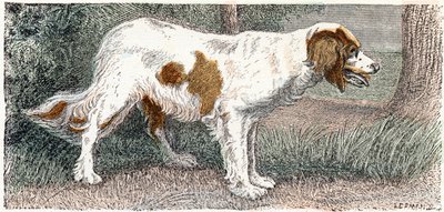 Spagneul (cão)- " Alfabeto ilustra animais" século XIX (gravura) de Edouard Travies