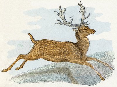 Suede- " Alfabeto ilustra animais" século XIX (gravura) de Edouard Travies
