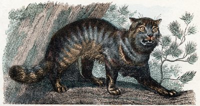 Gato selvagem- " Alfabeto ilustra animais" século XIX (gravura) de Edouard Travies
