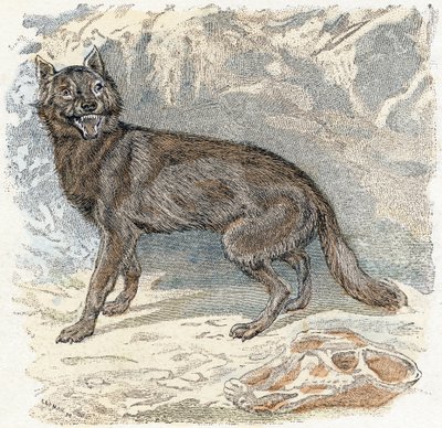 Lobo- " Alfabeto ilustra animais" século XIX (gravura) de Edouard Travies