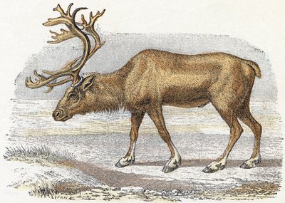 Xandarus - " Alfabeto ilustra animais" século XIX (gravura) de Edouard Travies