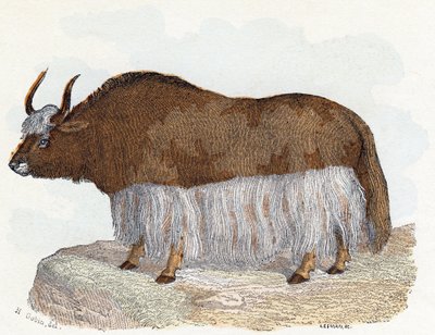 Yack (iaque) - " Alfabeto ilustra animais" século XIX (gravura) de Edouard Travies
