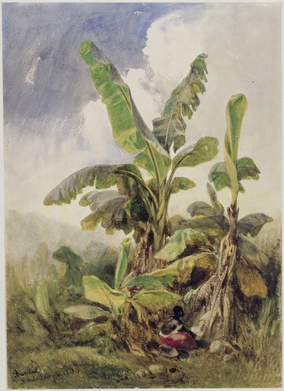 Arvoredo de bananeiras. Penha de Eduard Hildebrandt